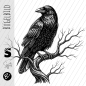 Preview: Bügelbild - H58 - " Rabe "